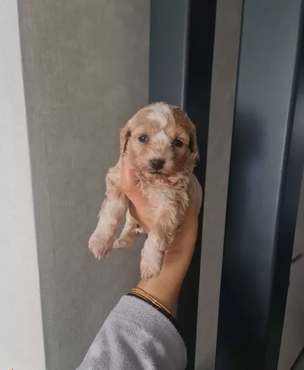 Teacup Minyatür Minnaklarım