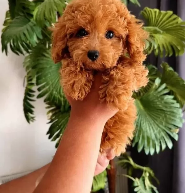 Kızıl Bukleli Sosyal Kelebek Tuvalet Eğitimli Toy Poodle