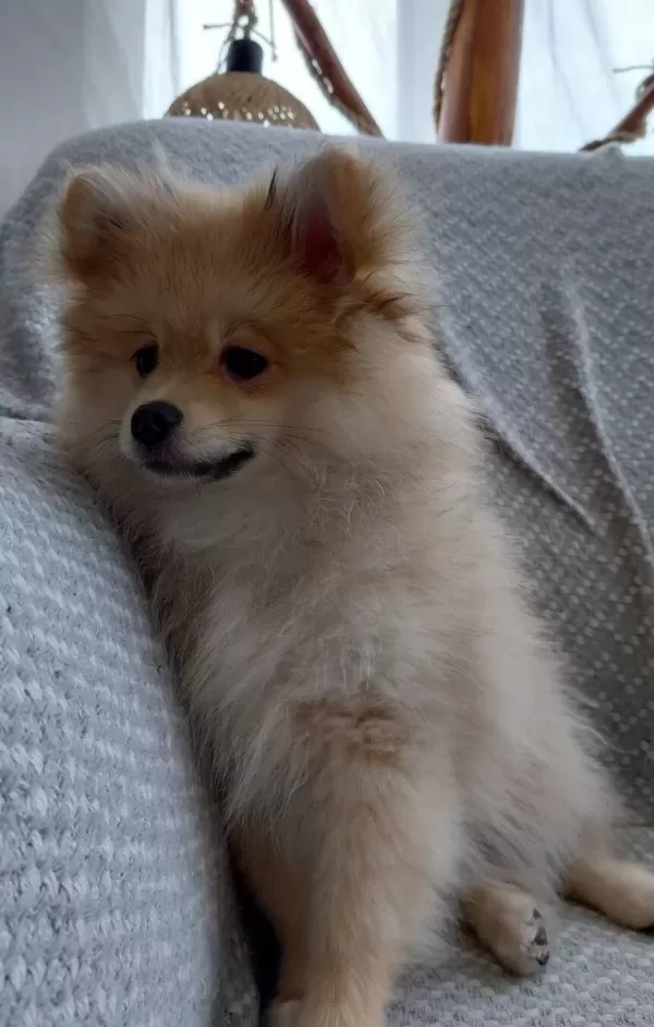 Sosyal Kelebek 3 Aylık Pomeranian Tuvalet Eğitimli