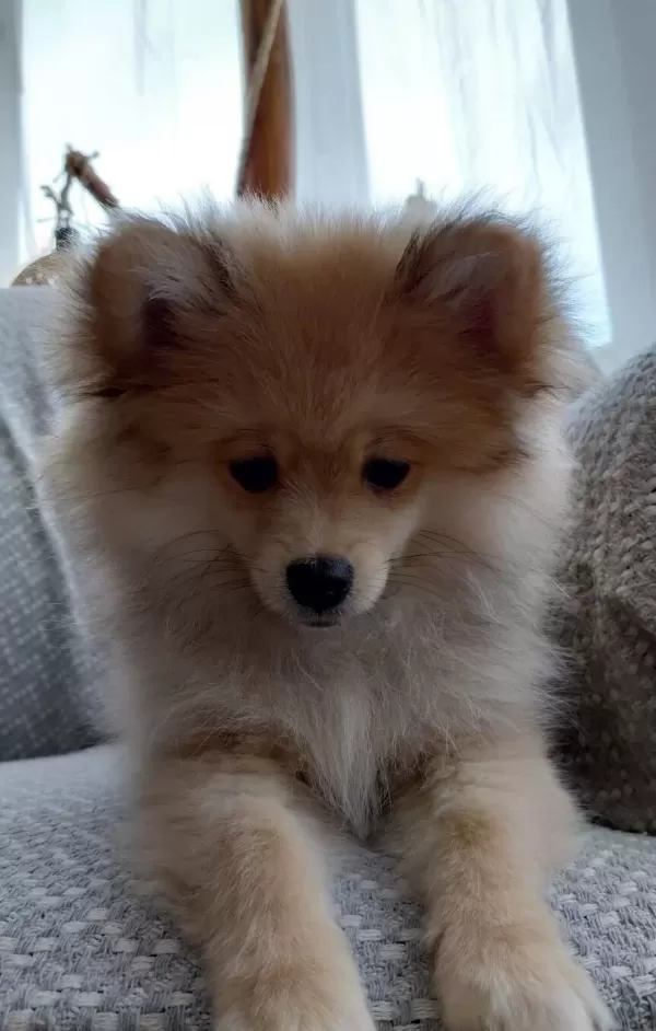 Sosyal Kelebek 3 Aylık Pomeranian Tuvalet Eğitimli