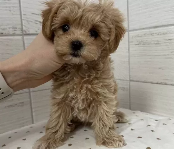 Antibakteriyel Kurklu Sıfır Numara Toy Poodle Yavruları