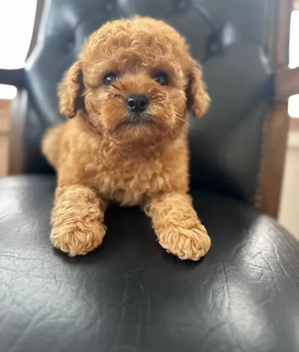 Orjinal Kore Poodlye Kendi Köpeğimin Yavrusu