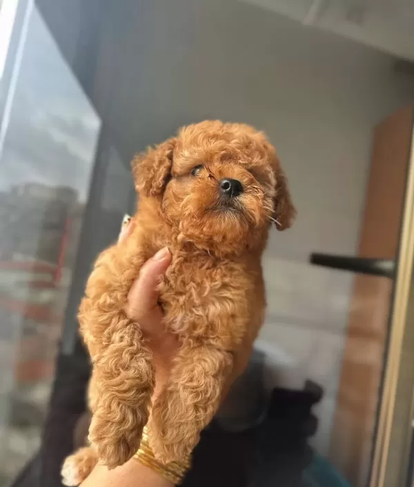 Orjinal Kore Poodlye Kendi Köpeğimin Yavrusu