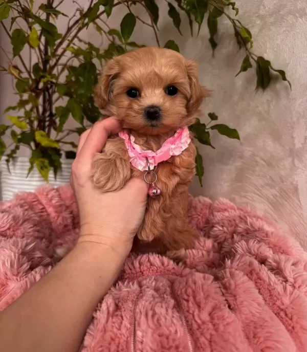 Egitilebilir Maltipoo Yavruları tüy Dokmeyen Anti Alerjik