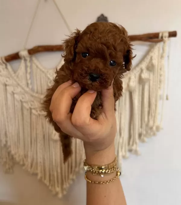 Avuc Icine Sıgan Kızıl Mucizeler Kore Toy Poodle Yavruları