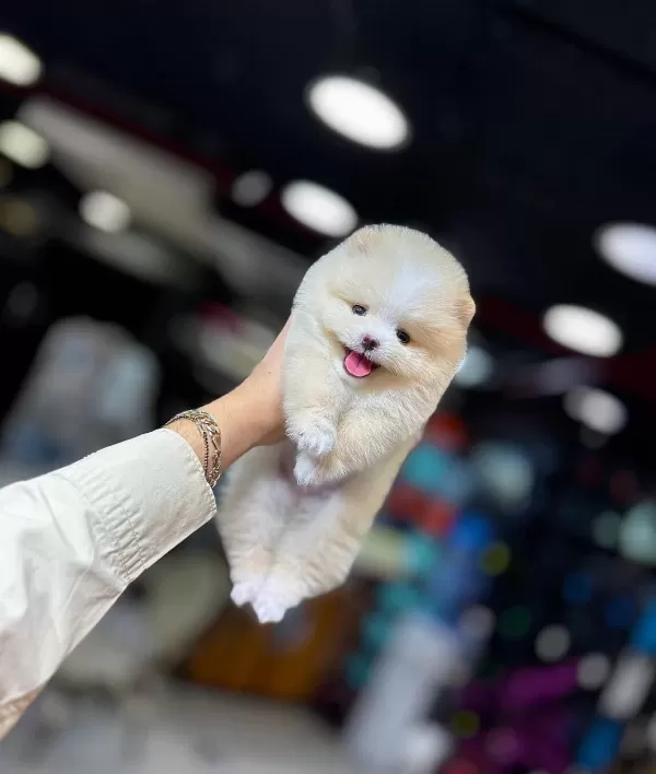 Ankarada Pomeranian Boo Icin Ilk Bizi Arayın