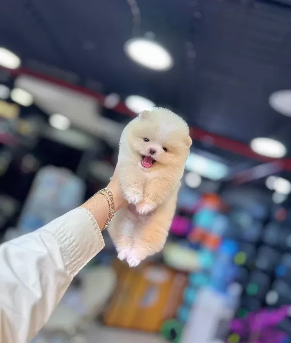 Ankarada Pomeranian Boo Icin Ilk Bizi Arayın