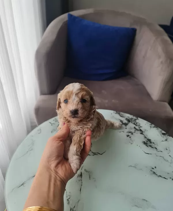 Ankara Mamak Toy Poodle Yavrusu Minyatür Karakter