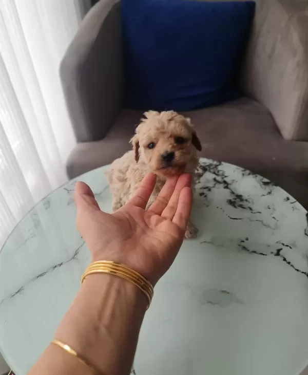 Ankara Mamak Toy Poodle Yavrusu Minyatür Karakter