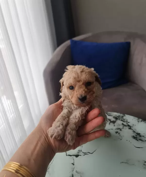 Ankara Mamak Toy Poodle Yavrusu Minyatür Karakter