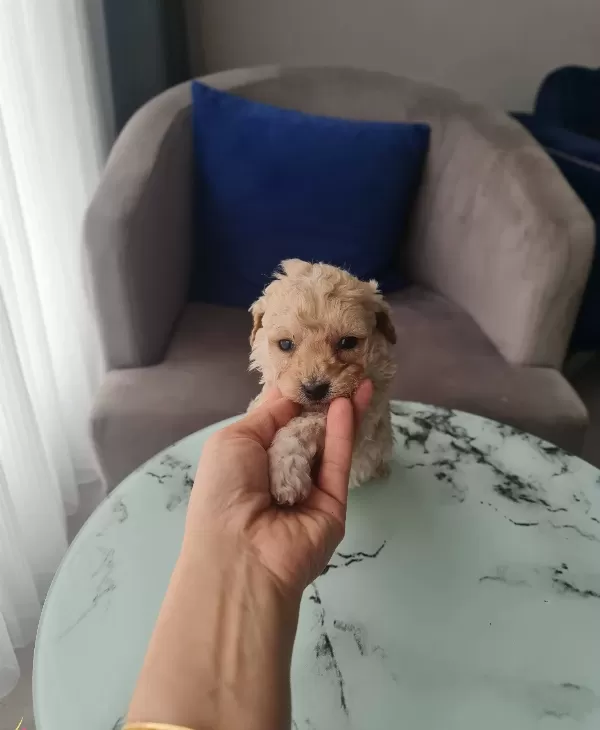 Ankara Mamak Toy Poodle Yavrusu Minyatür Karakter
