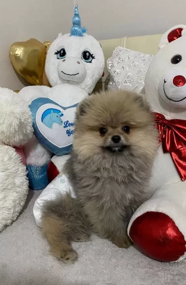 Tedy Face Pomeranian Boo Sosyal Ve Enerjik Erkek