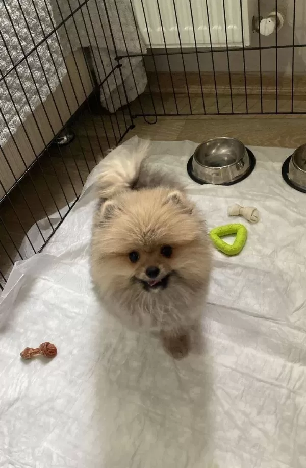 Tedy Face Pomeranian Boo Sosyal Ve Enerjik Erkek
