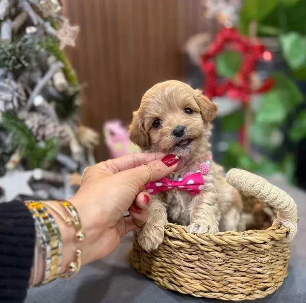 Kıvırcık tüy Yapılı Bebek Suratlı Maltipoo Yavruları