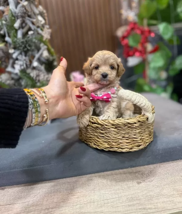 Kıvırcık tüy Yapılı Bebek Suratlı Maltipoo Yavruları