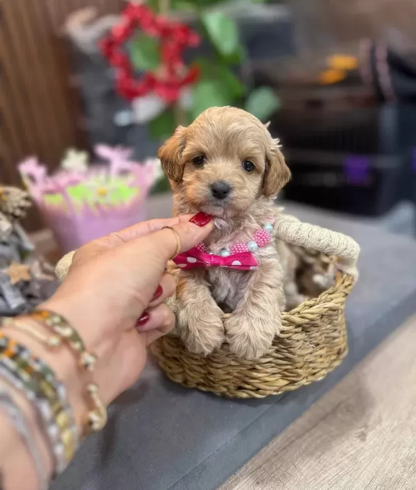 Kıvırcık tüy Yapılı Bebek Suratlı Maltipoo Yavruları