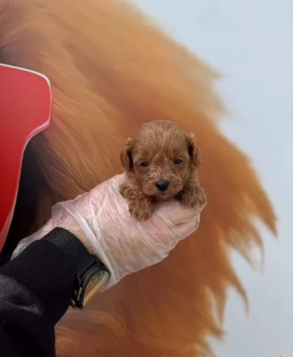 Gerçek Maltipoo Yavruları Irk Garantili