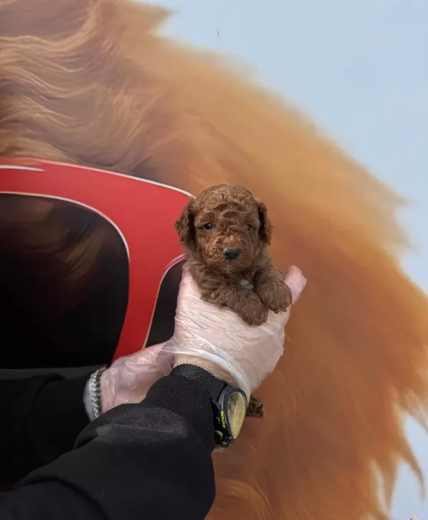 Zeki Ve tüy Dokmeyen Gerçek Toy Poodle Yavrularımız