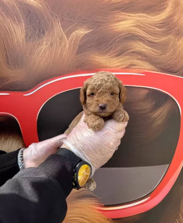 Zeki Ve tüy Dokmeyen Gerçek Toy Poodle Yavrularımız