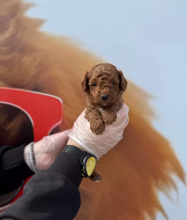 Zeki Ve tüy Dokmeyen Gerçek Toy Poodle Yavrularımız
