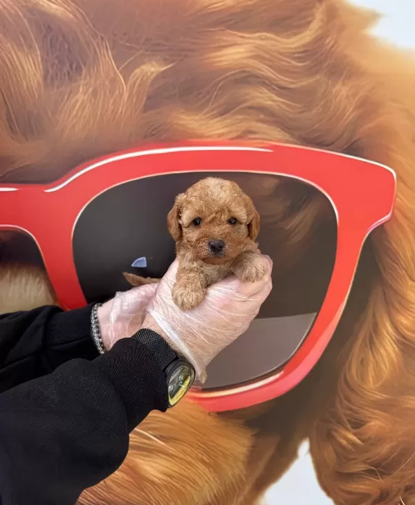 Zeki Ve tüy Dokmeyen Gerçek Toy Poodle Yavrularımız
