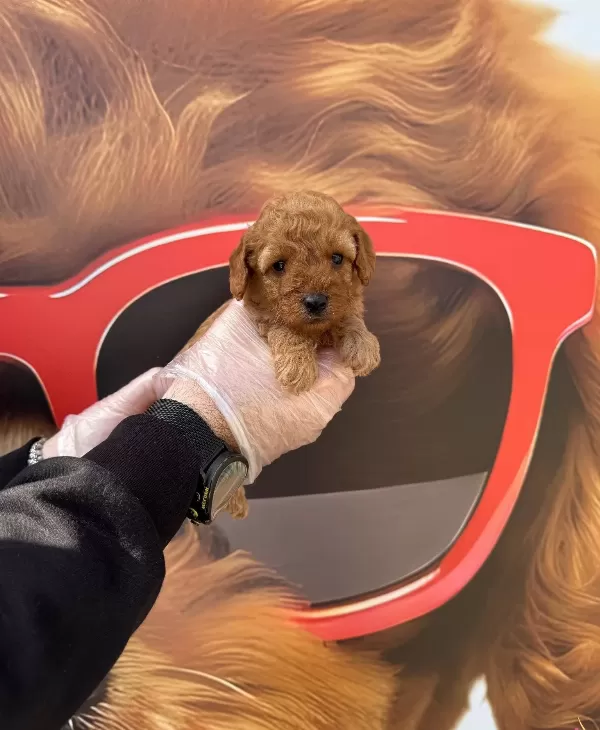 Zeki Ve tüy Dokmeyen Gerçek Toy Poodle Yavrularımız
