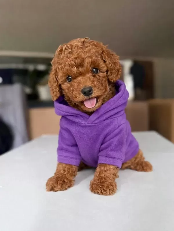 Toy Poodle Sosyal Ortamın Yeni Yıldızı