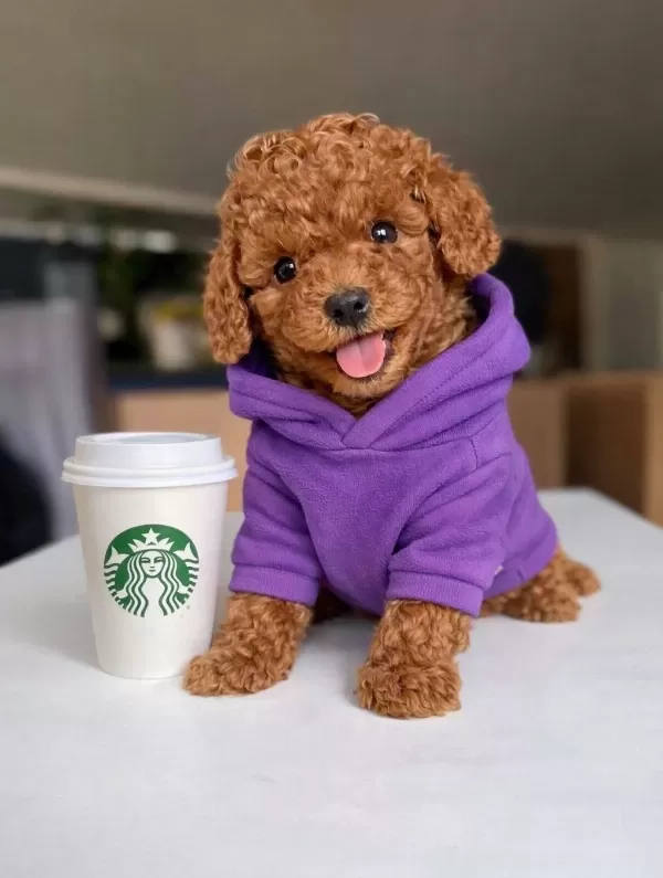 Toy Poodle Sosyal Ortamın Yeni Yıldızı