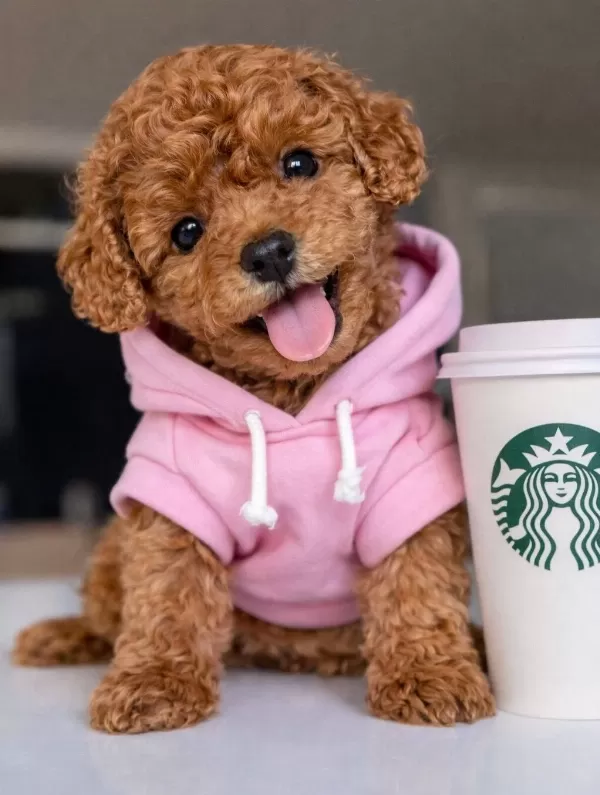 Toy Poodle Sosyal Ortamın Yeni Yıldızı