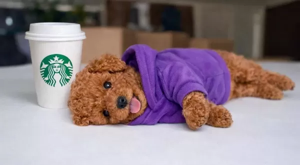 Toy Poodle Sosyal Ortamın Yeni Yıldızı