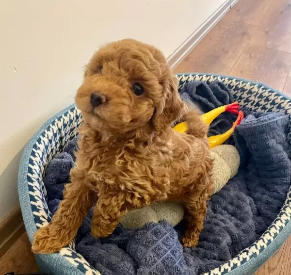 Izmir Bornova Safkan Toy Poodle Yavruları
