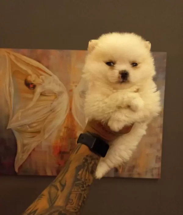 Safkan Pomeranian Boo Yavruları