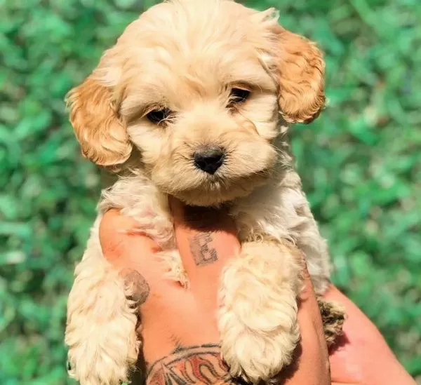 Evinize Neşe Katacak Safkan Maltipoo Yavruları