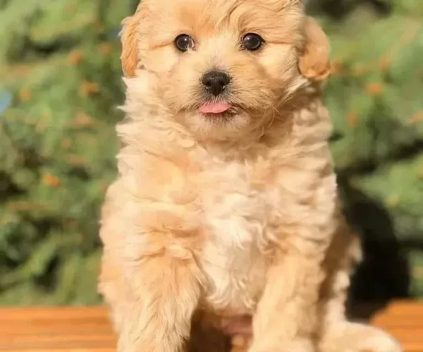 Evinize Neşe Katacak Safkan Maltipoo Yavruları