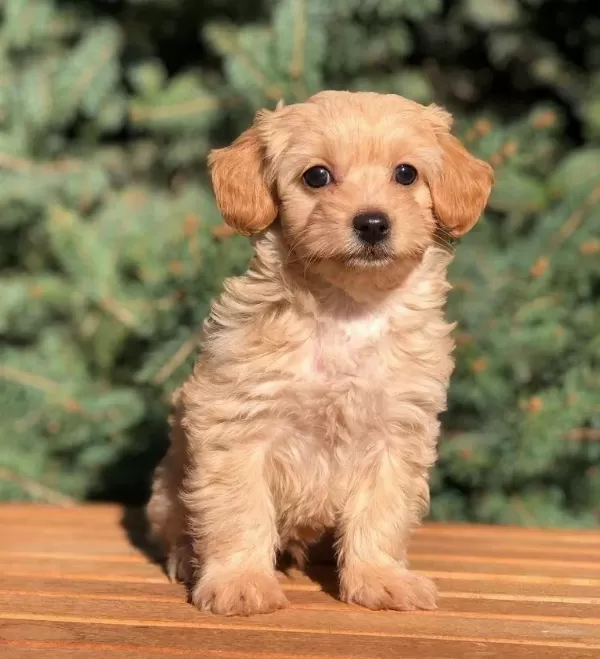 Evinize Neşe Katacak Safkan Maltipoo Yavruları