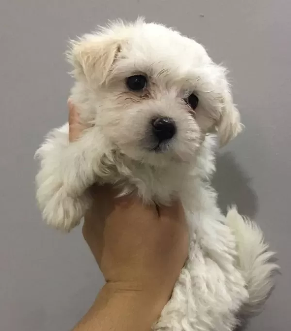 Safkan Maltese Terrier Yavruları