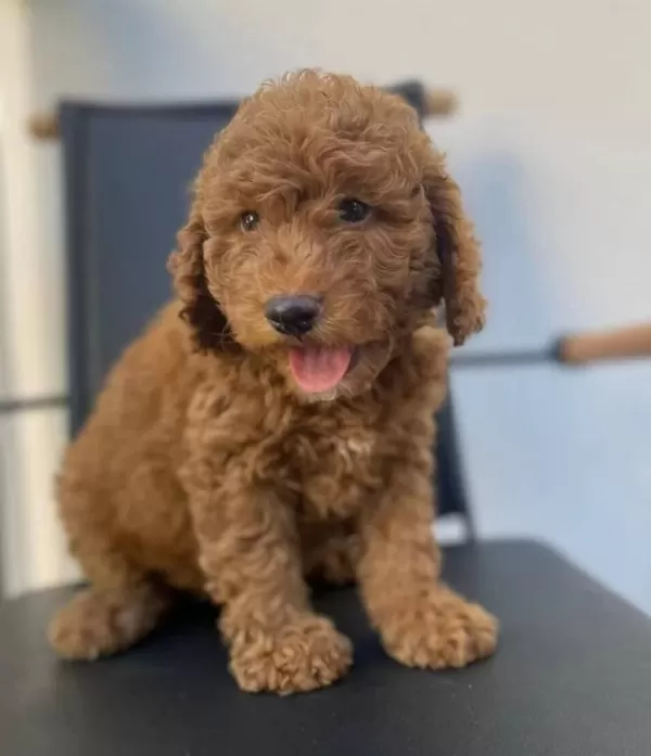 Kıvırcık tüy Yapısıyla One Cıkan Akıllı Safkan Toy Poodle
