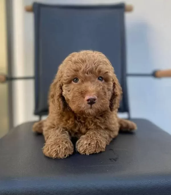 Kıvırcık tüy Yapısıyla One Cıkan Akıllı Safkan Toy Poodle
