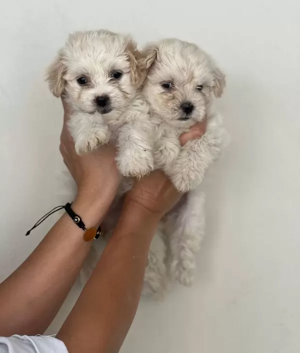 Safkan Maltipoo Yavruları Ile Evinize Neşe Katın