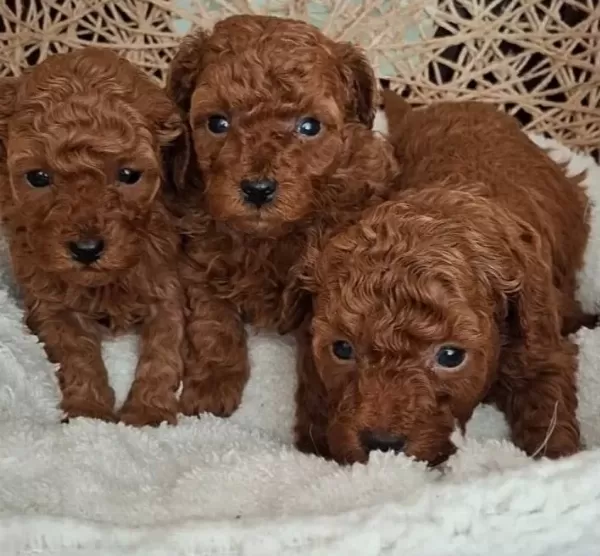 Avuc Ici Kadar Mutluluk Kore Kan Hattı Micro Toy Poodle