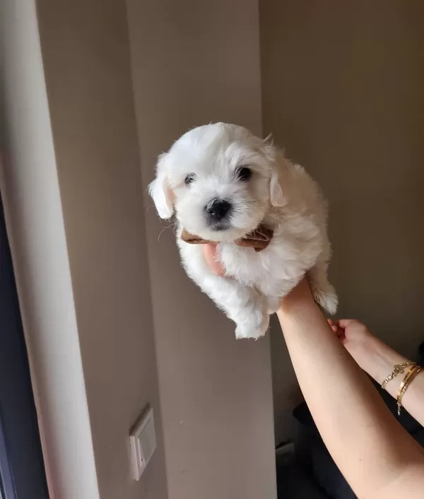 Papyonlu Aristokrat Erkek Maltese Terrier