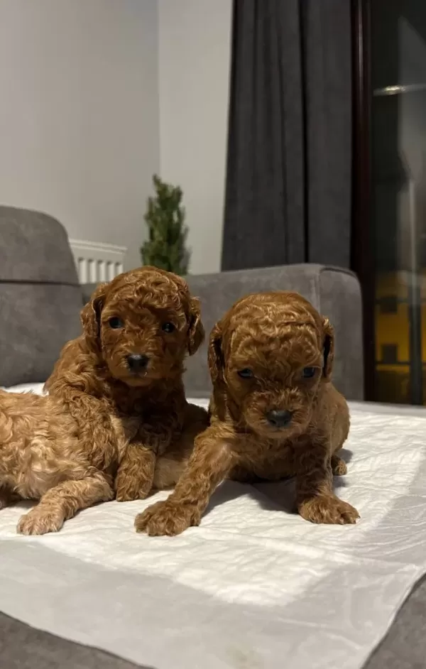 Red Brown Toy Poodle Yavrularımız
