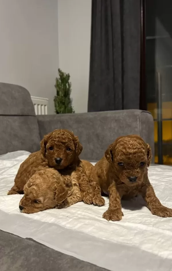 Red Brown Toy Poodle Yavrularımız