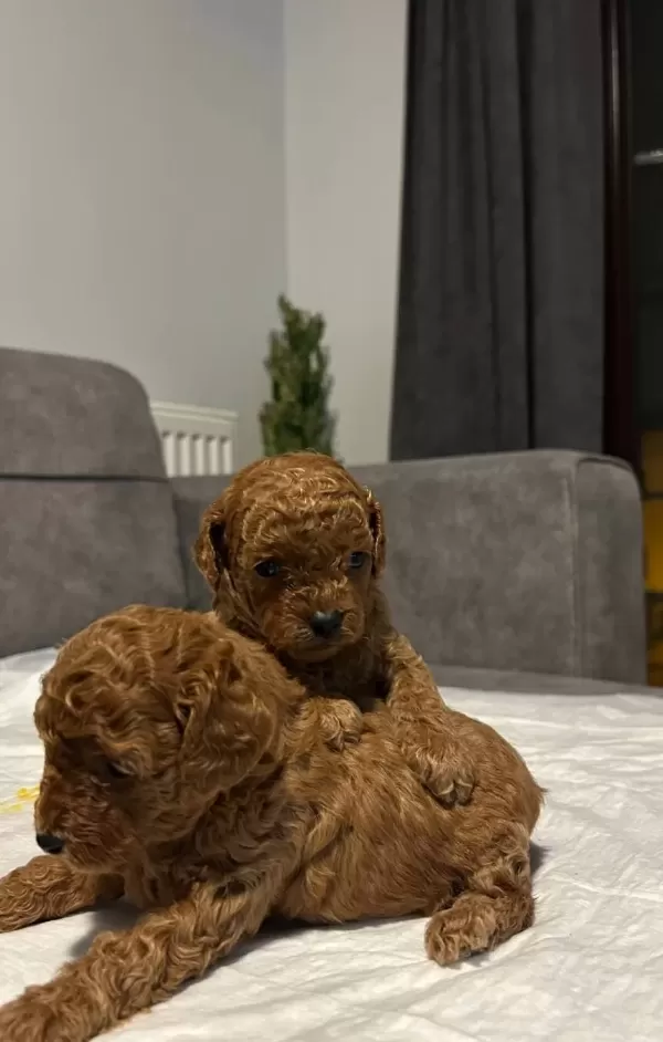 Red Brown Toy Poodle Yavrularımız