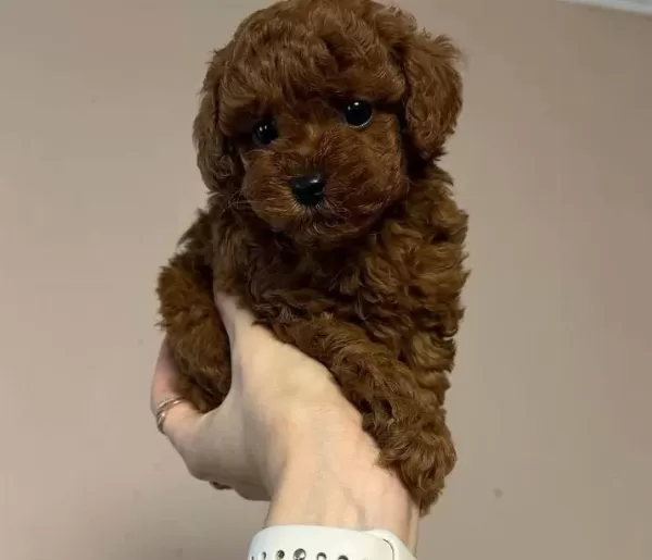 Kıpkırmızı Toy Poodle Yavruları Ile Evinize Neşe Katın
