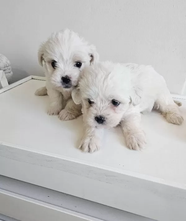 Ankara Cankaya Mukemmel Kalitede Minik Maltese Terrier