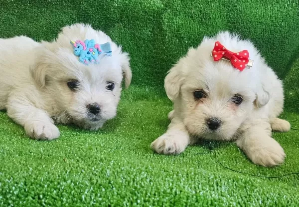 Ankara Cankaya Mukemmel Kalitede Minik Maltese Terrier