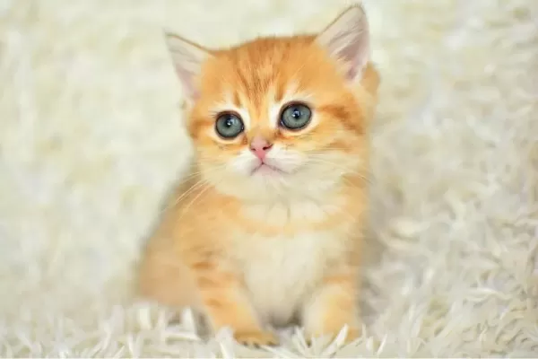 Golden Ny11 British Shorthair Yavrumuz