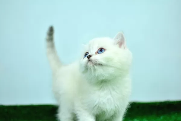 Mas Mavi Gözlü Muhteşem British Shorthair