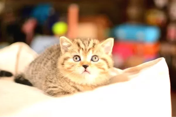 En Kaliteli Black Golden Ny24 British Shorthair